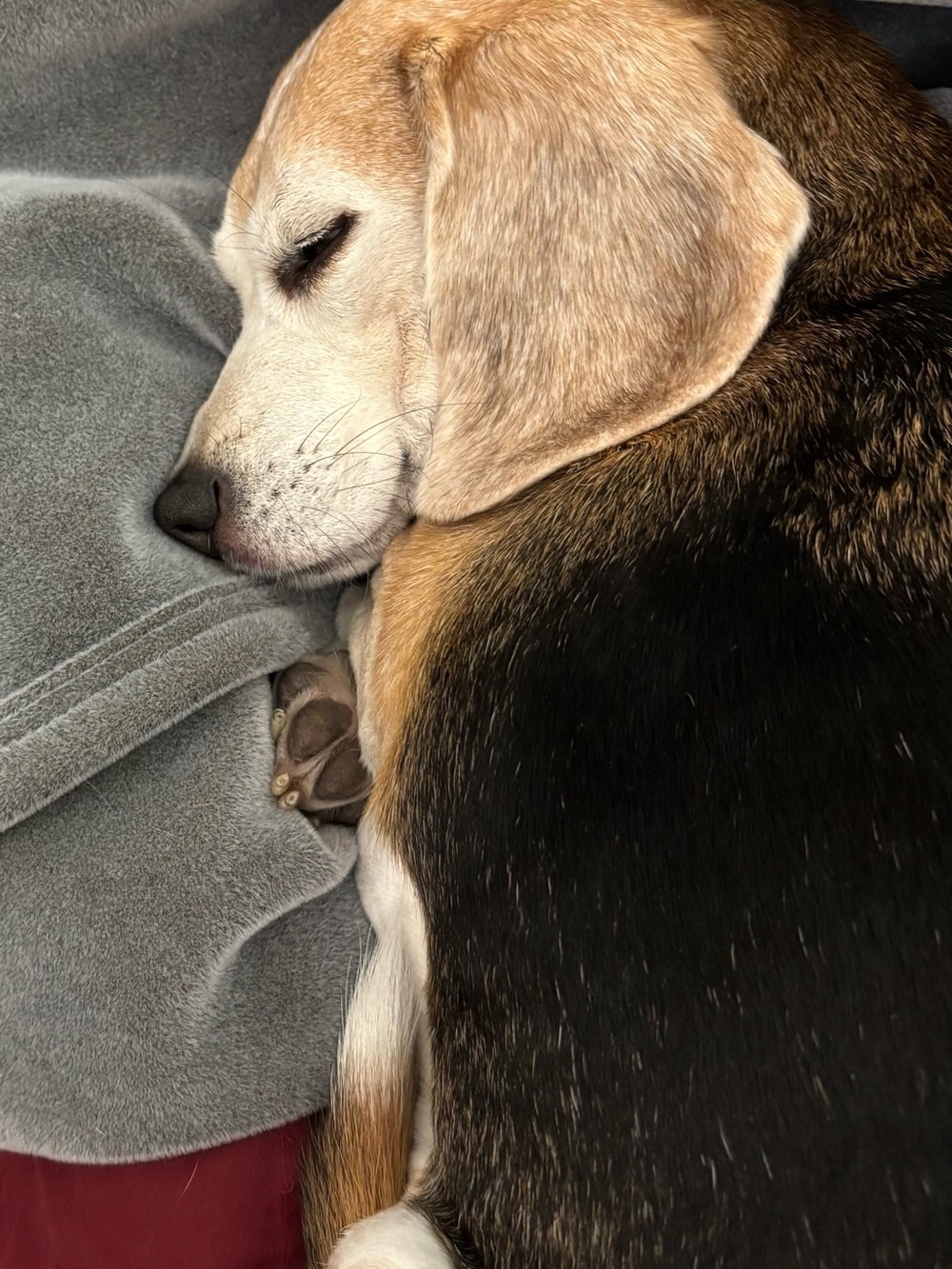 Unlisted - Beagle Dog